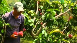 Cómo cultivar Mango  Por TvAgro Juan gonzalo Angel TvAgro [upl. by Acinaj]