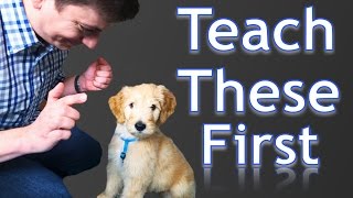 3 Easy Things to Teach your NEW PUPPY [upl. by Mathe]