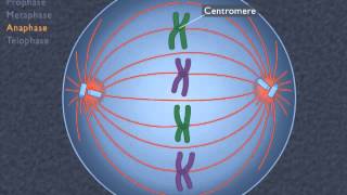 Animation How the Cell Cycle Works [upl. by Oiluig389]