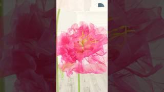 DIY giant organza peony Large fabric peonies tutorial giantflowers diyweddingdecor [upl. by Zebapda896]