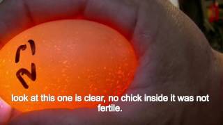 How to tell if an egg has a chick [upl. by Player]