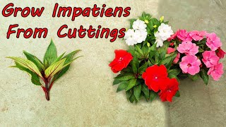 How to Propagate amp Grow Impatiens from Cuttings  Impatiens plant care [upl. by Drarehs]