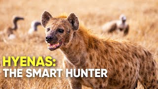 True Facts You Dont Know About Spotted Hyenas [upl. by Corron407]