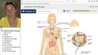 Blood 4 Lymphatics [upl. by Aggie]