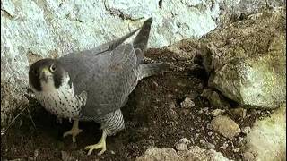 La falaise aux faucons pèlerins [upl. by Hayden]