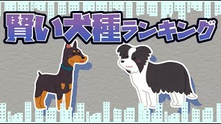 【ゆっくり解説】頭の良い賢い犬種ランキング10選 [upl. by Ratep12]