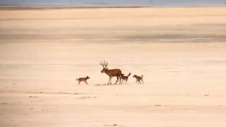 Coyotes killing Mule Deer Buck  Antelope Island Utah  2016 Hunting Season [upl. by Vinaya]