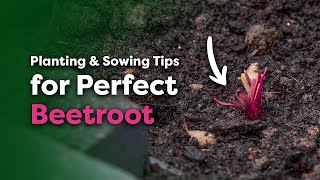 How to Grow Beetroot Planting Out amp Sowing Outdoors in April [upl. by Dick]