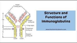 N linked glycosylation [upl. by Beard387]