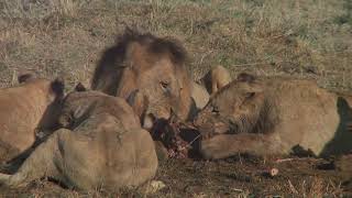 Roar of the Kalahari A Lions Tale [upl. by Quinn]