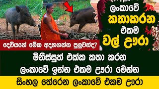 ලංකාවේ කතාකරන එකම ඌරා  Talking Pig Thalawakale [upl. by Icats819]