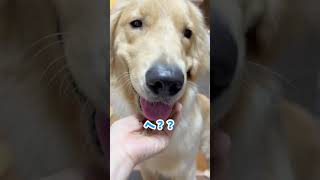 自分でお口を拭く練習その後 dog ゴールデンレトリバー仔犬 goldenretriever 愛犬 大型犬 しつけ [upl. by Ardnal]