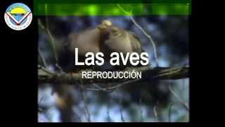 Las aves Reproducción [upl. by Eenttirb105]