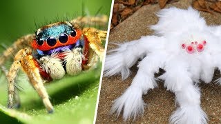 10 Increíbles ARAÑAS Que No CREERÁS Que Existen 🕷️☣️ Dato Curioso [upl. by Edva]