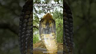 🐍 Snouted Cobra Naja annulifera 🐍 [upl. by Yehus]