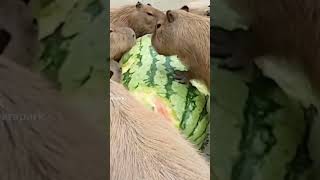 Capybaras eating watermelon capybara cute fyp [upl. by Emanuela]