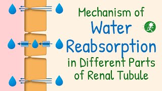 Water Reabsorption in the Renal Tubule  Aquaporin Water Transport Mechanism of Water Reabsorption [upl. by Hsot]