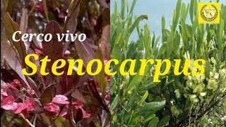 Cuidados del Stenocarpus o Jarilla  Dodonaea Viscosa  Especial cerco vivo [upl. by Mouldon]