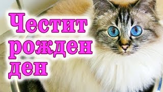 Честит рожден ден  Бурманска котка [upl. by Wyatt]