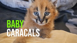 Caracal Kittens Are Growing Up Fast [upl. by Jeanne]