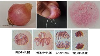 REQUIRED PRACTICAL 2  AQA A LEVEL BIOLOGY [upl. by Wildermuth792]