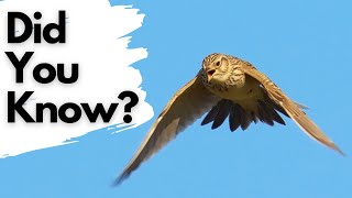 Things You Need To Know About SKYLARKS [upl. by Cain]