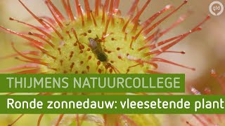 Ronde zonnedauw vleesetende plant  Thijmens natuurcollege [upl. by Caras321]