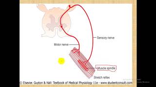 Physiology of Muscles 1  dr Atef  Stretch reflex amp Muscle spindles فسيولوجي العضلات [upl. by Spatola]