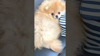 Pomeranian 🐕 crying sound 12kviralshorts [upl. by Maccarone]