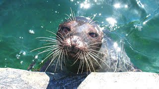 Tynemouth Blue Reef Aquarium and Cullercoats [upl. by Jenifer]