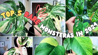 TOP 5 RARE MONSTERAS IM EXCITED FOR IN 2024 [upl. by Natloz]