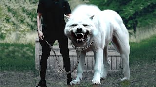 20 Most Dangerous Dog Breeds In The World 2023 [upl. by Daigle]