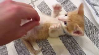 Tickling Tiny Kittens Tummy  4 Week Old Foster Kitties [upl. by Babby]