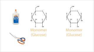 Hydrolysis of Carbohydrates [upl. by Euqina]