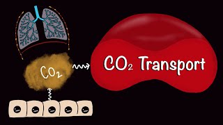 CO2 Transport  Carbondioxide Transport  Respiratory Gas Exchange  Respiratory Physiology [upl. by Eseilana]