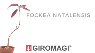 Fockea natalensis [upl. by Baler]