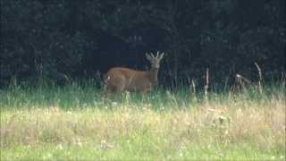 Ree  Capreolus capreolus  Uddel  Veluwe  Kroondomein  Het Loo  2013  Full HD 1080p [upl. by Renata206]