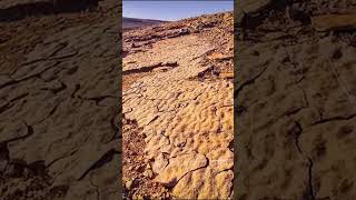 How Ediacaran creatures got around documentary history dinosaurs earth [upl. by Paviour52]