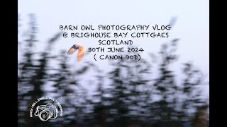 Barn Owl Photography Vlog  Brighouse Bay Cottages Scotland 30th June 2024 wildlifephotoghraphy [upl. by Humbert]