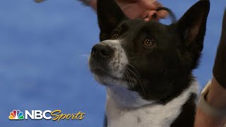 National Dog Show 2023 Herding Group Full Judging  NBC Sports [upl. by Nylsej246]