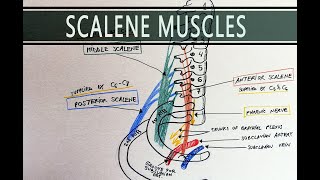 Scalene Muscles  Scalene Hiatus  Anatomy Tutorial [upl. by Abie579]