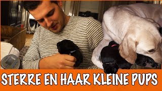 Tijd voor puppies  DierenpraatTV [upl. by Eneles]