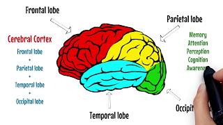 The Brain Explained  Cerebral Cortex  Frontal Lobe  Parietal Lobe 🔴 [upl. by Neyut762]