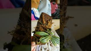 Mounting an Orchid on a Tree Fern Slab [upl. by Aney]