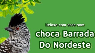 Choca Barrada do Nordeste [upl. by Chaing]