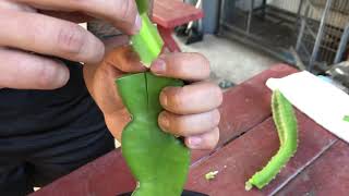 How to Cleft Graft a Dragon Fruit Part 1 [upl. by Frank821]