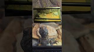 Egyptian uromastyx update Hes a creep [upl. by Aziza]