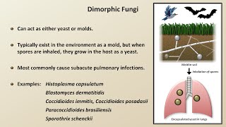 Classification and Structure of Fungi Fungal Infections  Lesson 1 [upl. by Hammer]