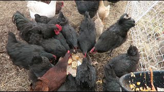 How I feed 30 chickens for 125 a day [upl. by Iruyas]