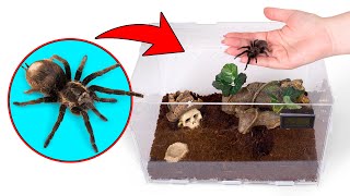 Cómo crecen las tarántulas  Una perfecta casa para tu mascota araña [upl. by Cramer]